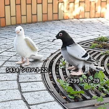 鳩ぬいぐるみ Sunlemon フラッフィーズ ハト GY ぬいぐるみ S 鳩 鳥